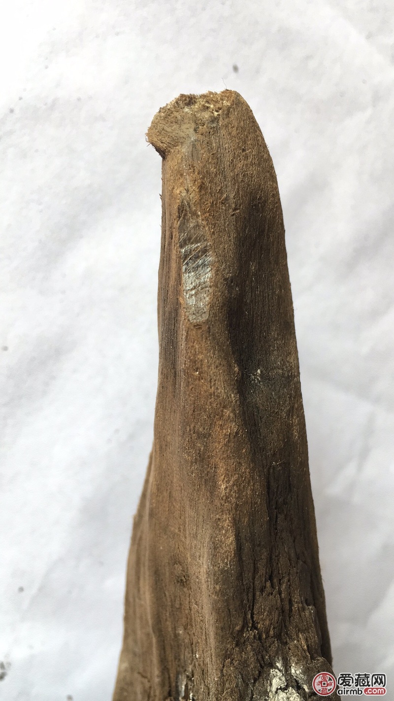 风干后15.5斤，全长大概1.
