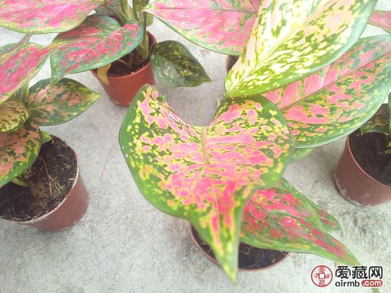 如图花木如意王后，极适合室内养