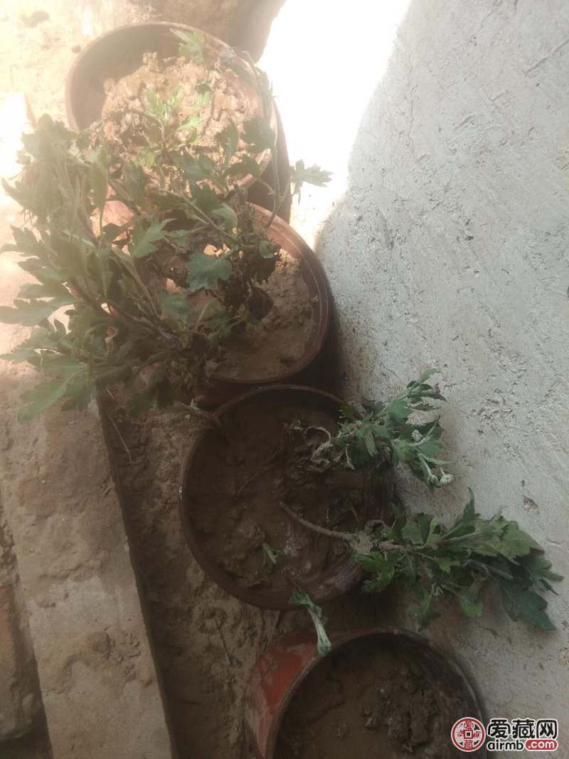 大瓣菊花。开到花瓣很大，如图。