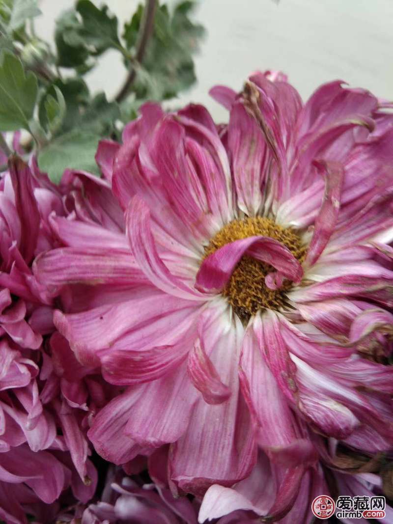 大瓣菊花。开到花瓣很大，如图。
