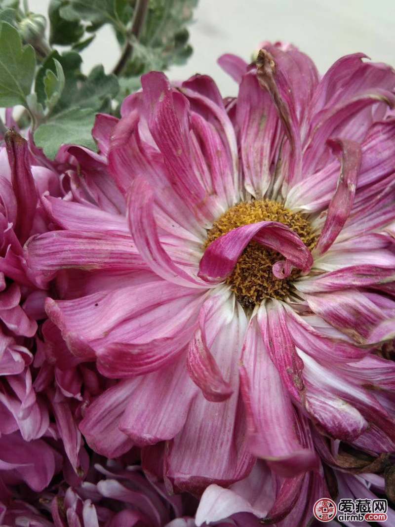 大瓣菊花。开到花瓣很大，如图。