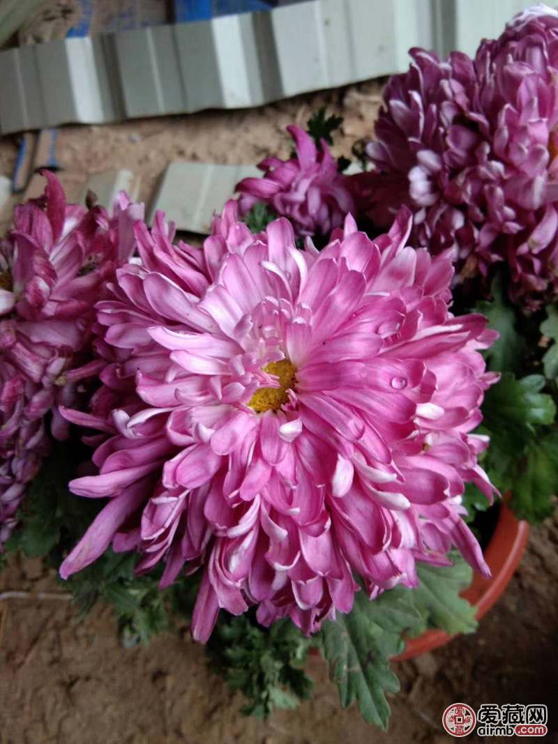 大瓣菊花。开到花瓣很大，如图。