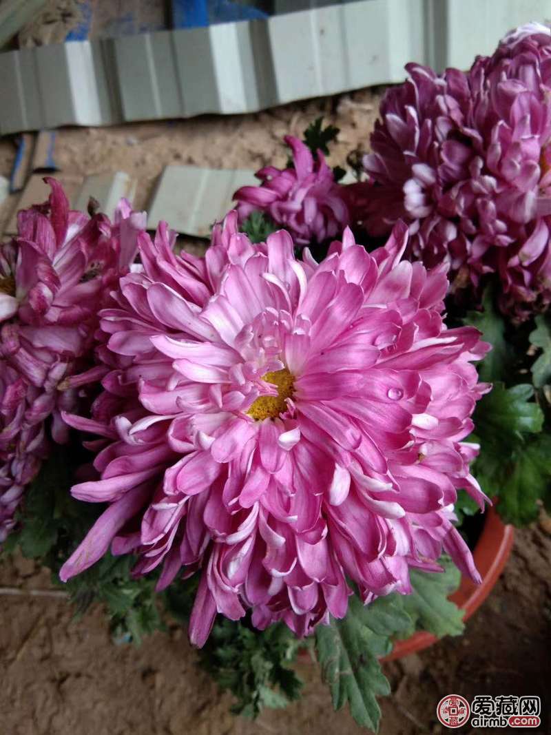 大瓣菊花。开到花瓣很大，如图。