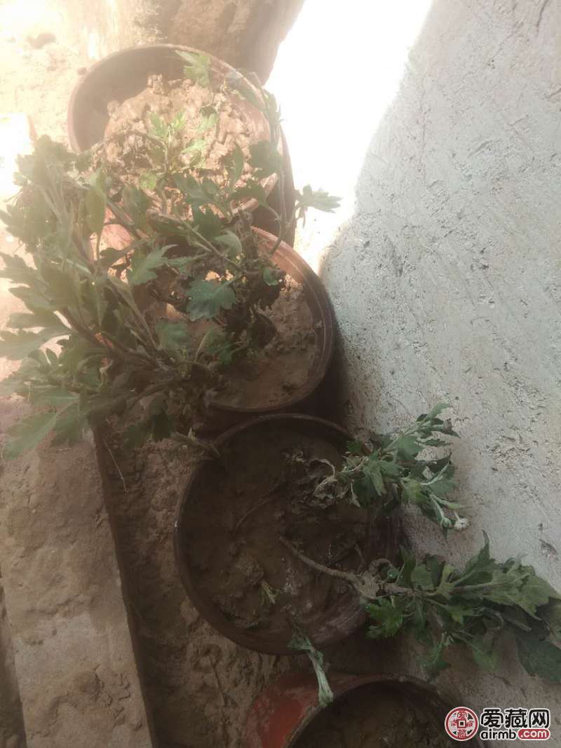 大瓣菊花。开到花瓣很大，如图。