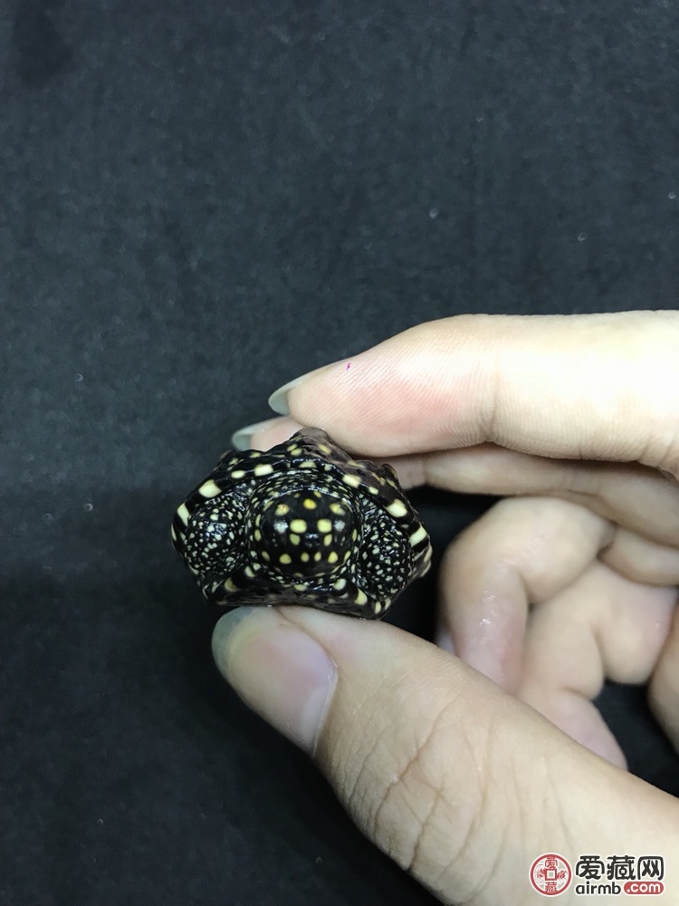 斑点龟，喜欢联系微信：1587