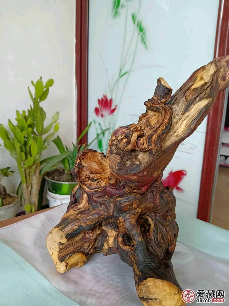 枣木根瘤 用于摆件，和奇石底座