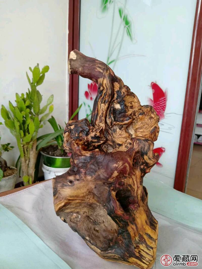 枣木根瘤 用于摆件，和奇石底座