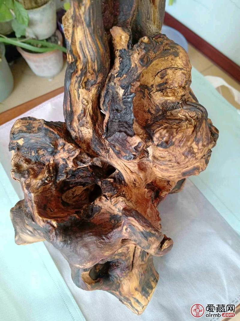 枣木根瘤 用于摆件，和奇石底座
