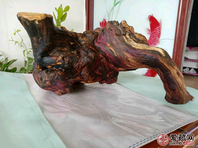 枣木根瘤 用于摆件，和奇石底座