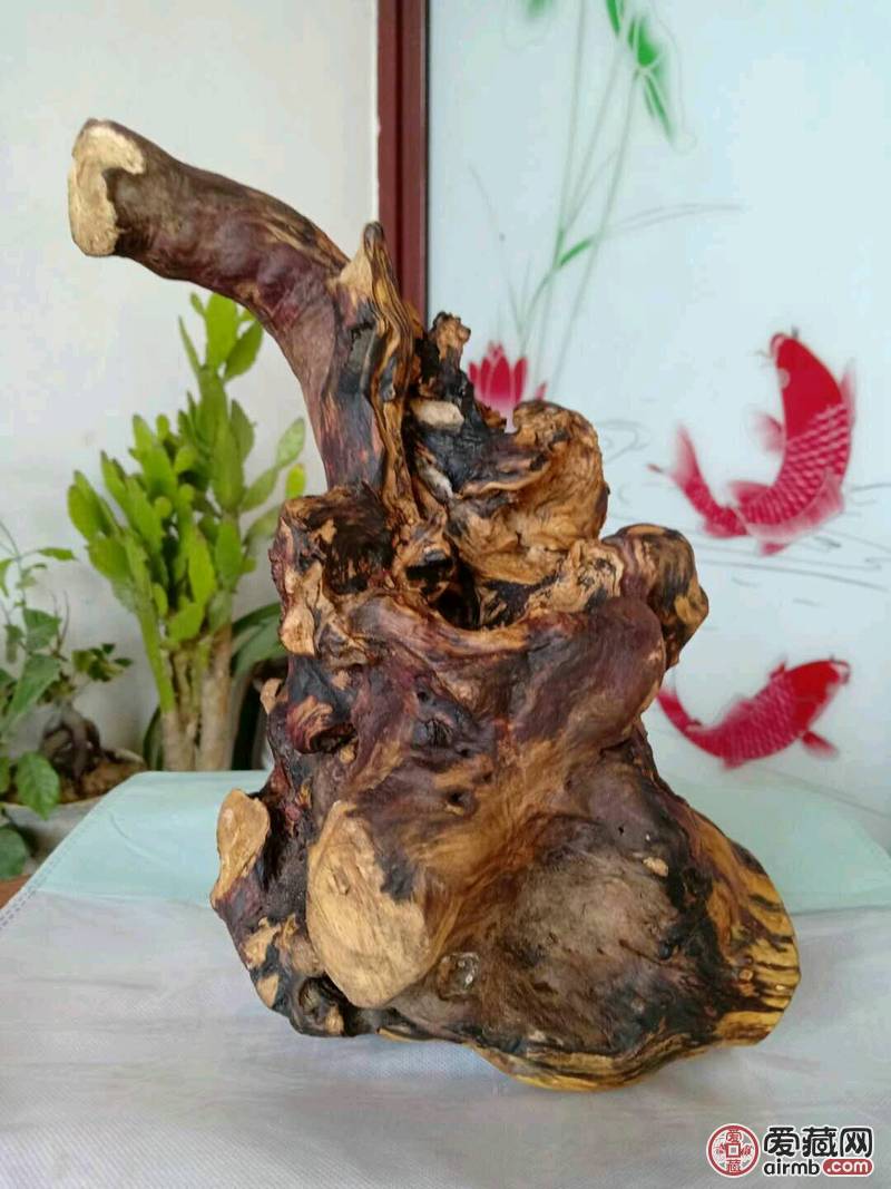 枣木根瘤 用于摆件，和奇石底座