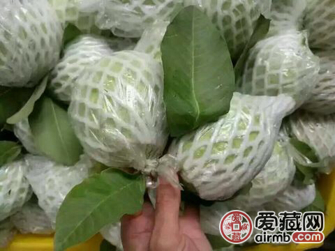 广东粤西特产番石榴，15斤包邮