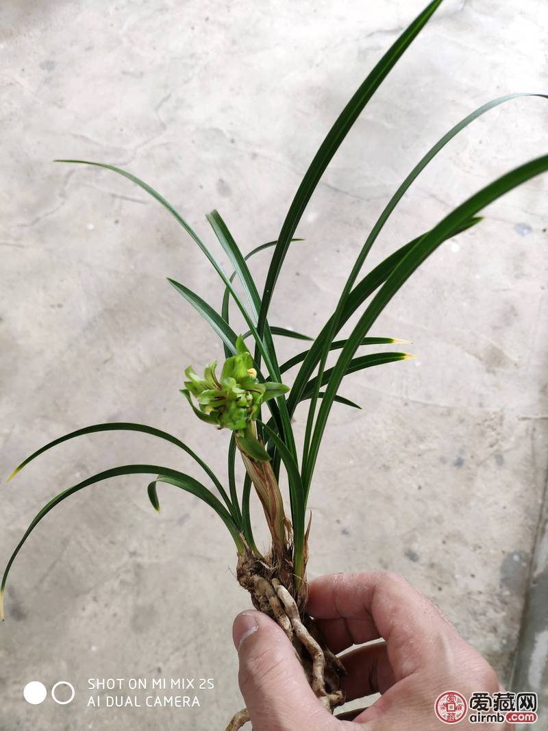 春兰奇花三苗带花