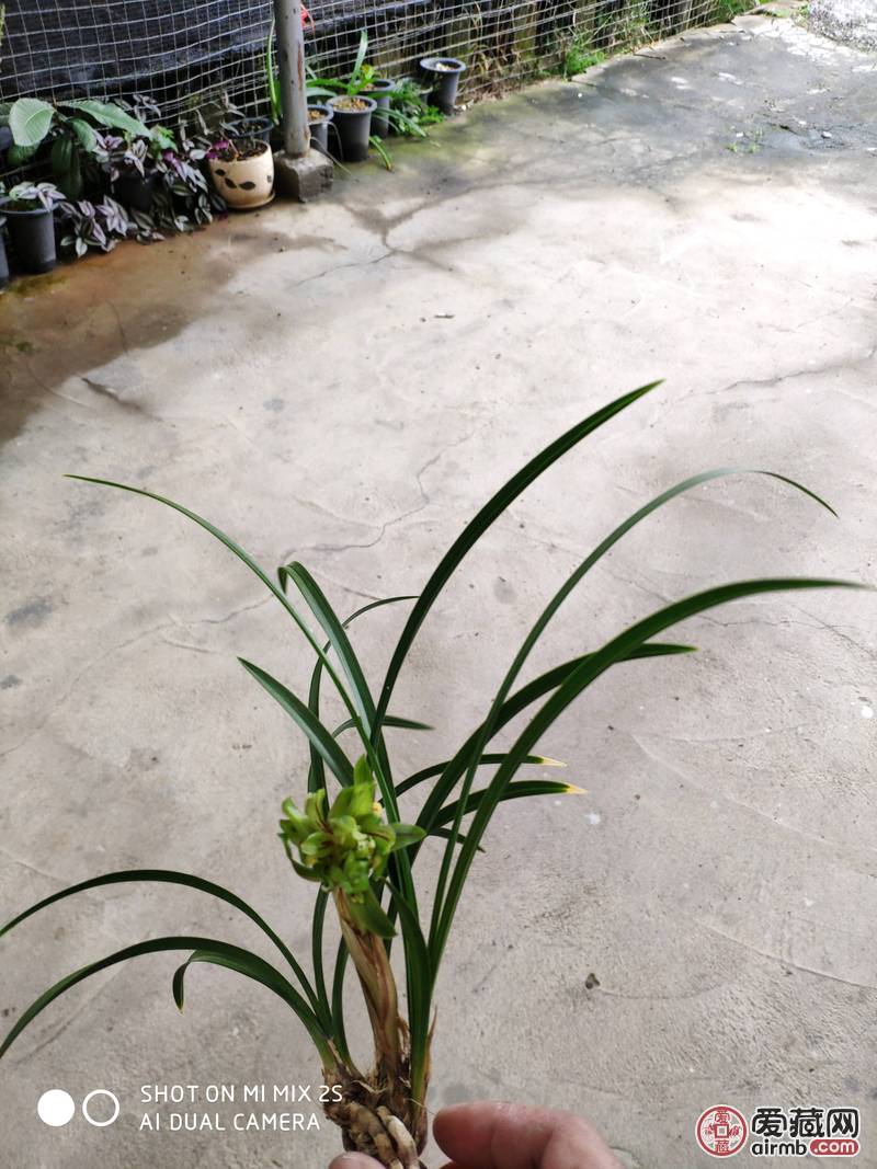 春兰奇花三苗带花