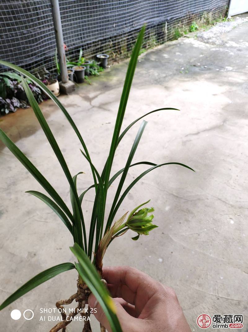 春兰奇花三苗带花