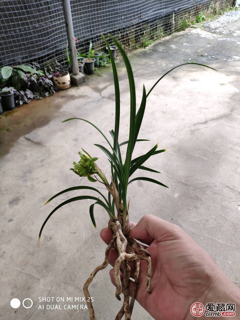 春兰奇花三苗带花