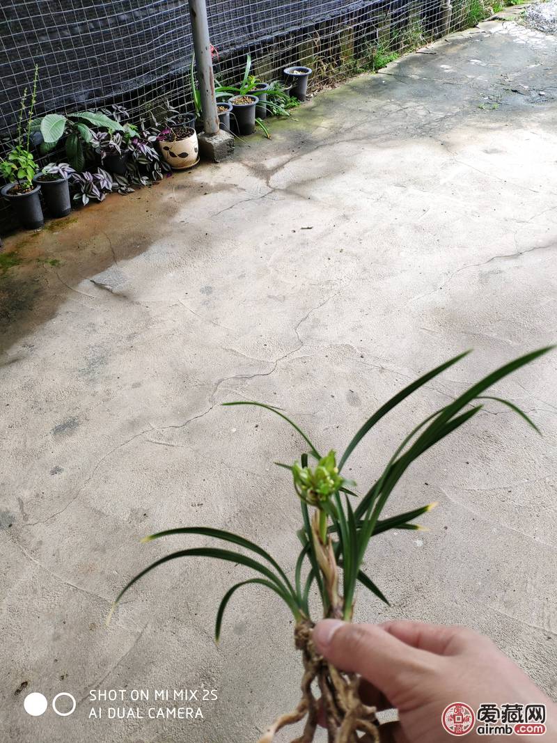 春兰奇花三苗带花