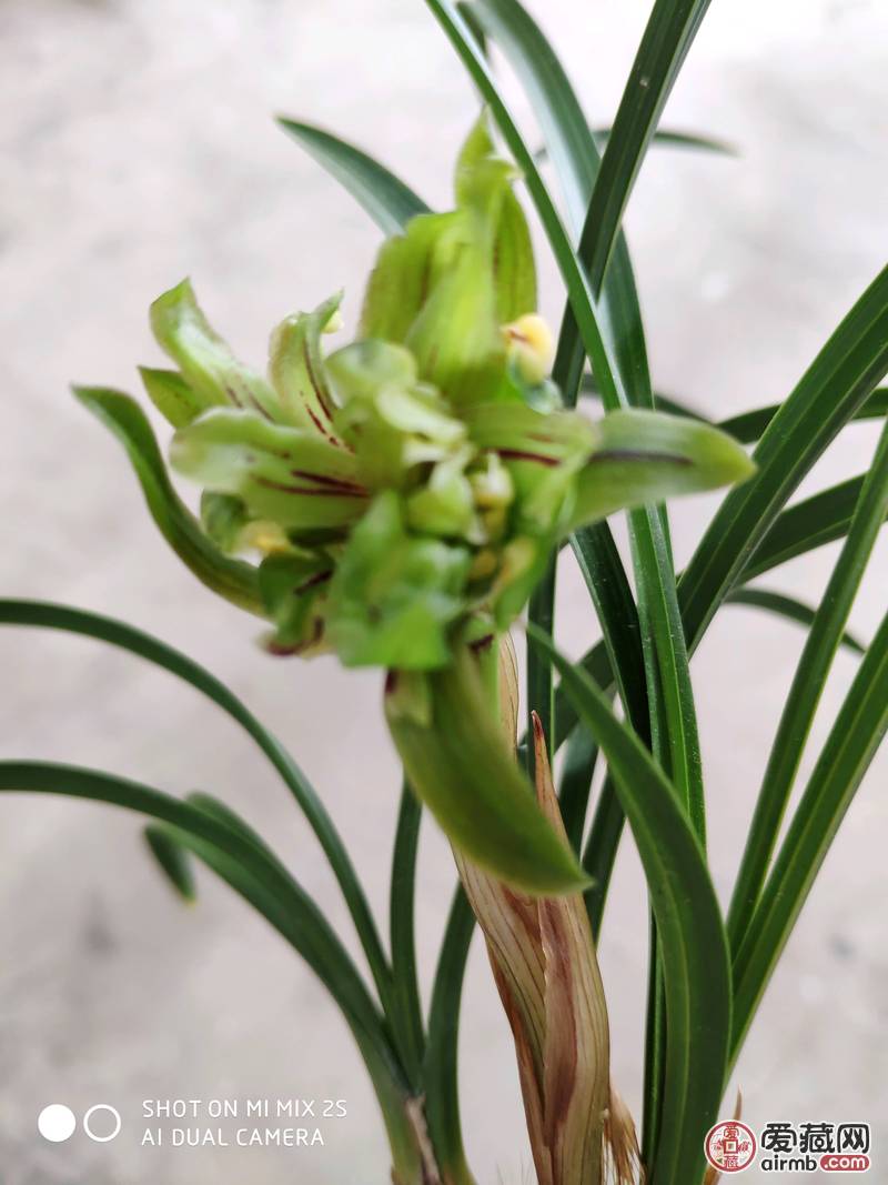 春兰奇花三苗带花