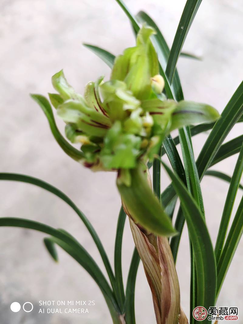 春兰奇花三苗带花
