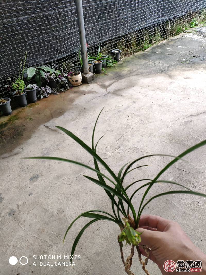春兰奇花三苗带花