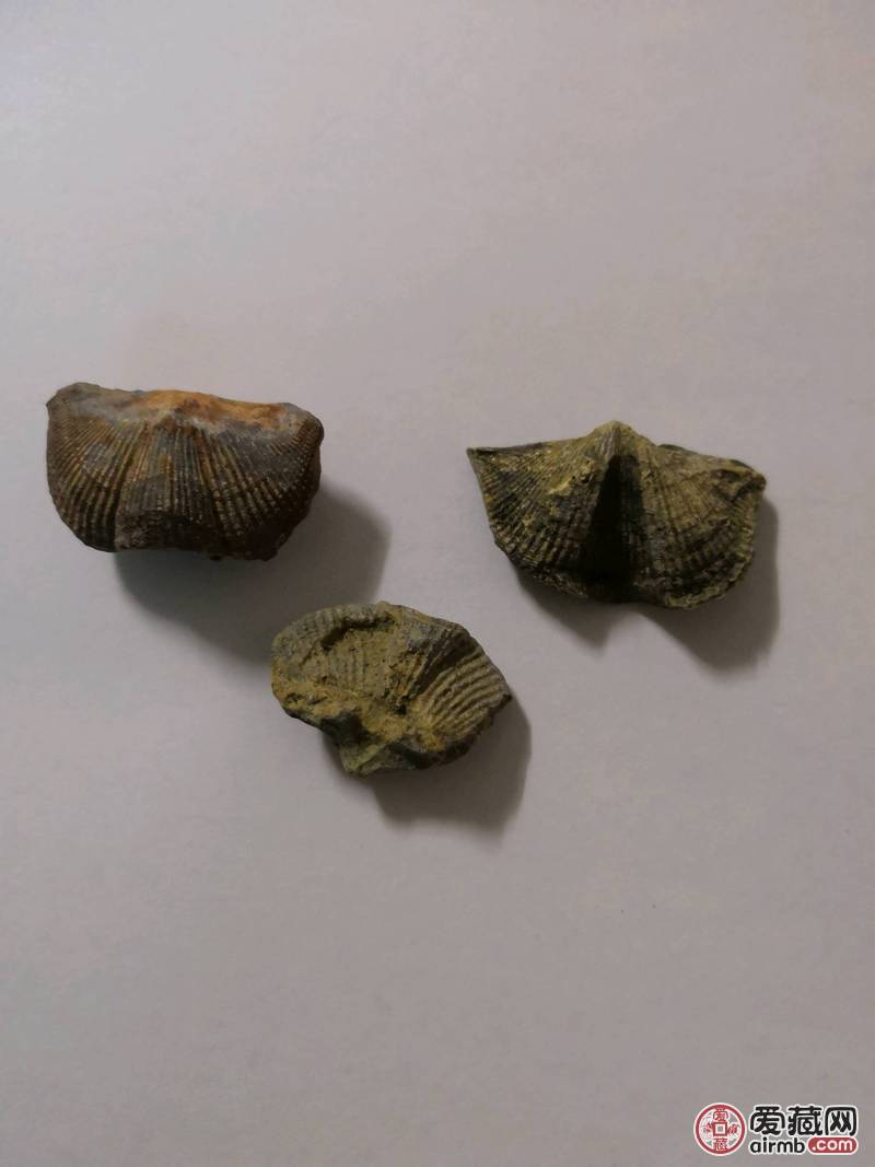 燕子石，古海洋生物化石，可欣赏