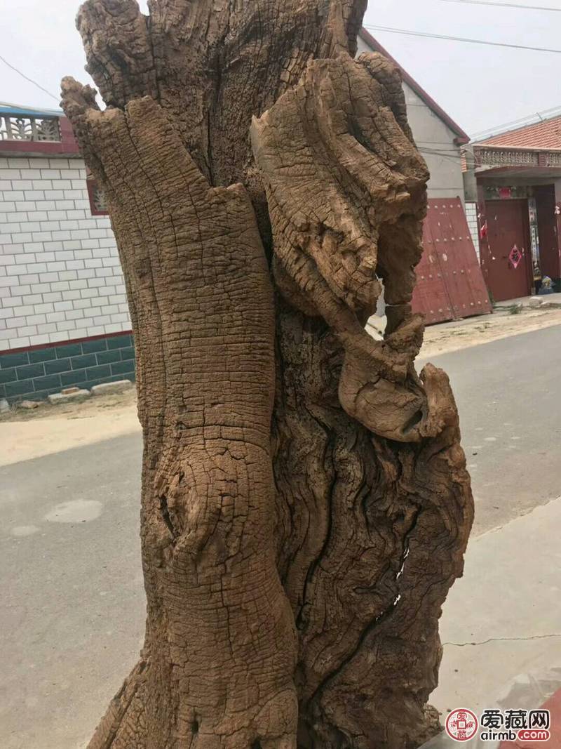 超级风化大古树