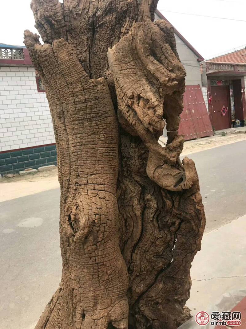 超级风化大古树