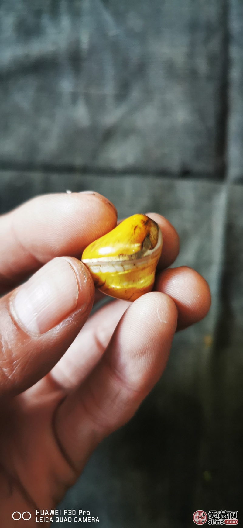 老金丝砗磲，朝珠上的配饰