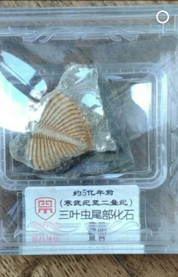鼎好评级约五亿年前,三叶虫化石,寒武纪一二叠记,极