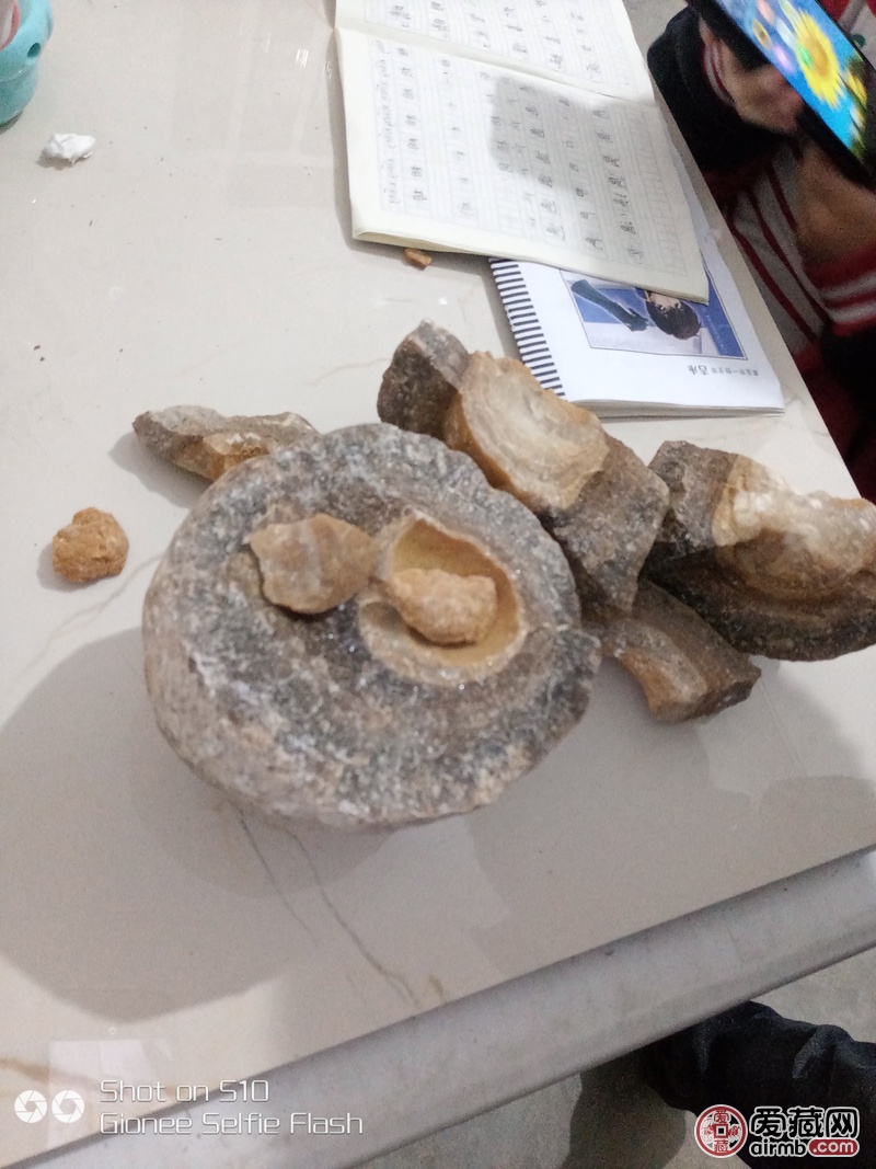 恐龙蛋化石，出于贵州省贞丰县，