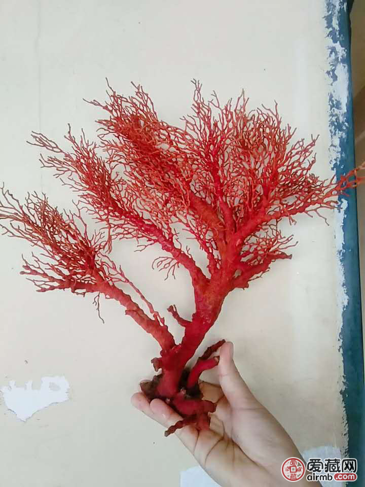 海树大自然的鬼斧神工