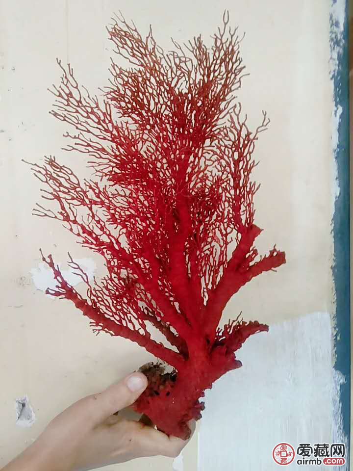 海树大自然的鬼斧神工