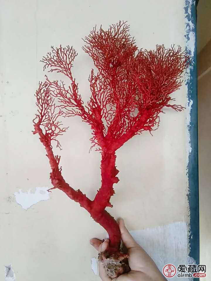 海树大自然的鬼斧神工