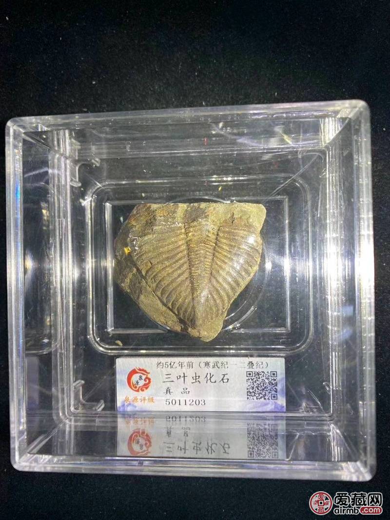 亿万年前的评级三叶虫化石一枚，