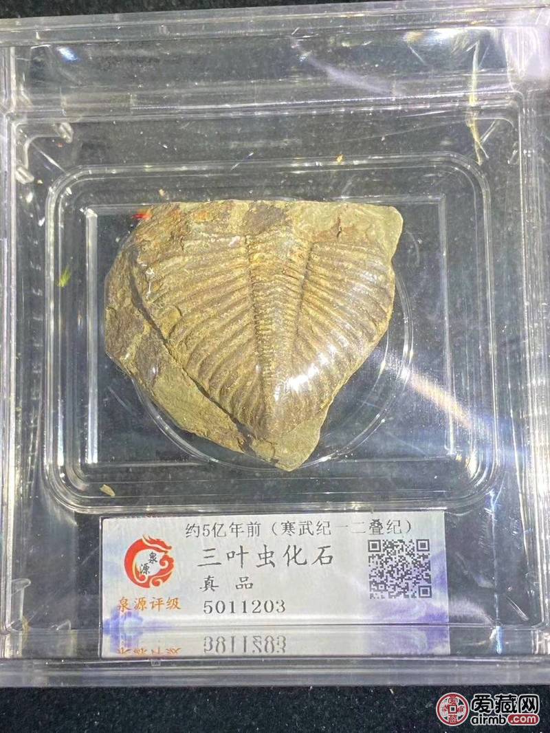亿万年前的评级三叶虫化石一枚，