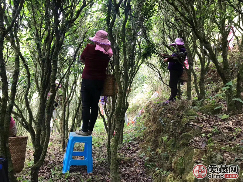 名称潮州乌岽高山老枞宋种重量5
