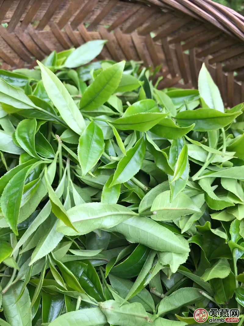 名称潮州乌岽高山老枞宋种重量5