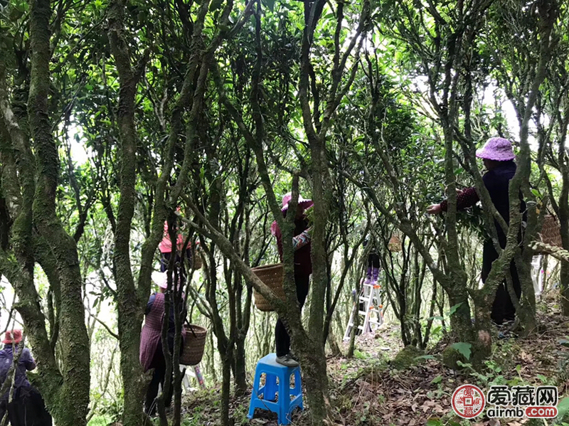 名称潮州乌岽高山老枞宋种重量5