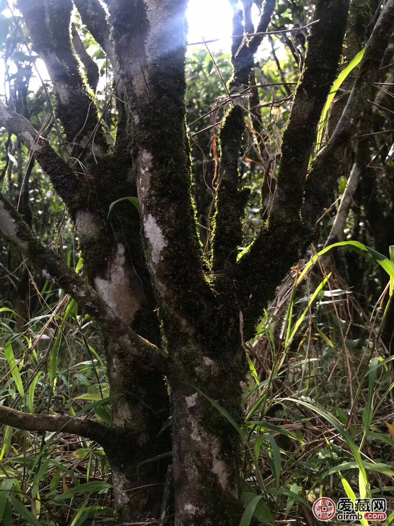名称潮州乌岽高山老枞宋种重量5