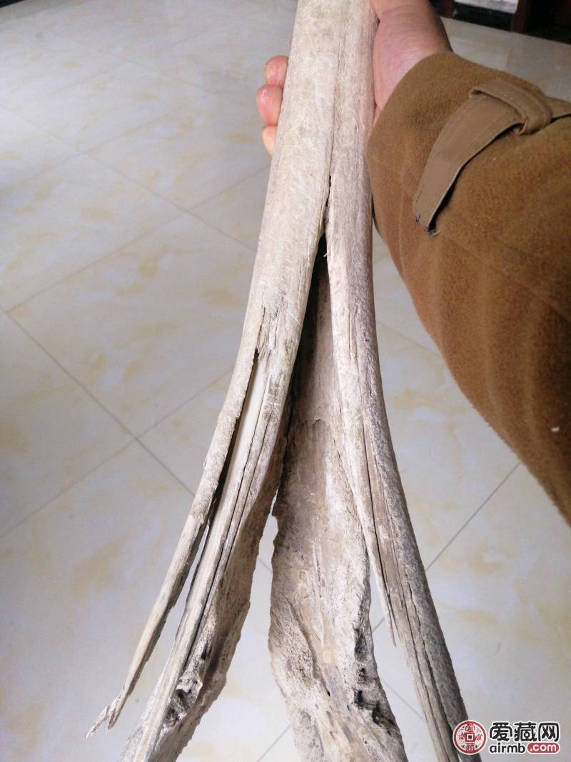 海藏里的千年之牙，长76厘米，
