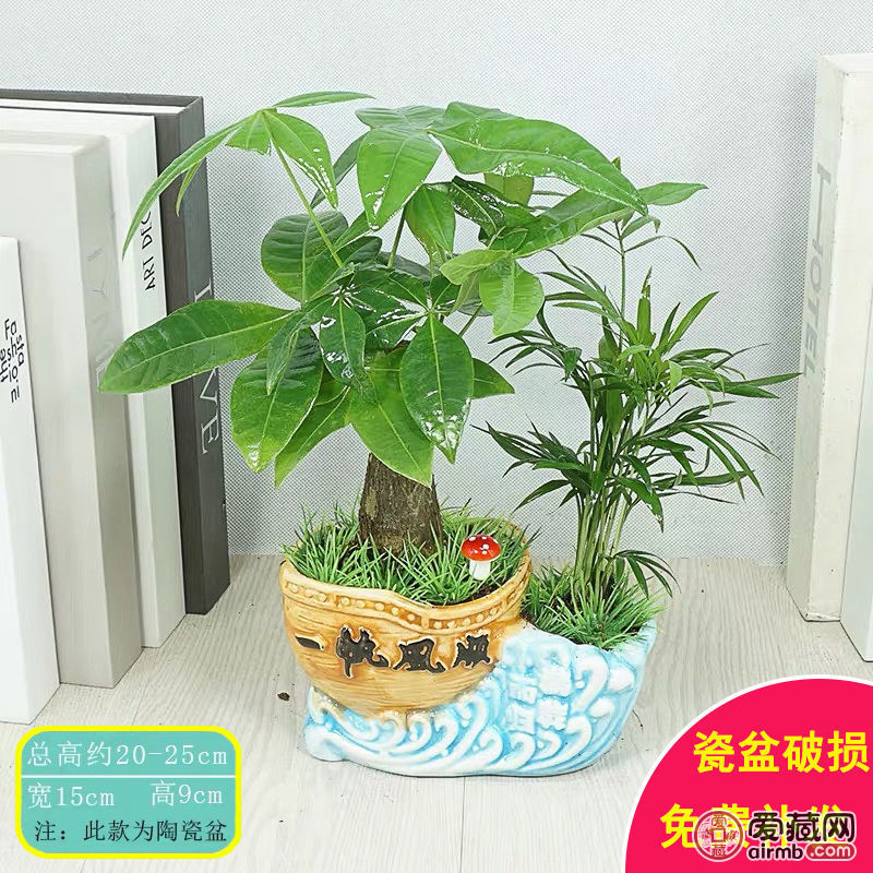发财树盆栽*发财树寓意能招财进