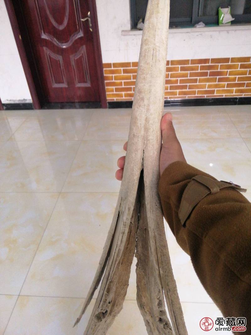 海藏里的千年之牙，长76厘米，