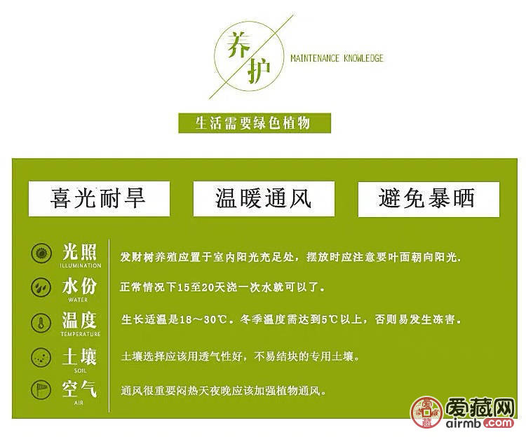 发财树盆栽*发财树寓意能招财进