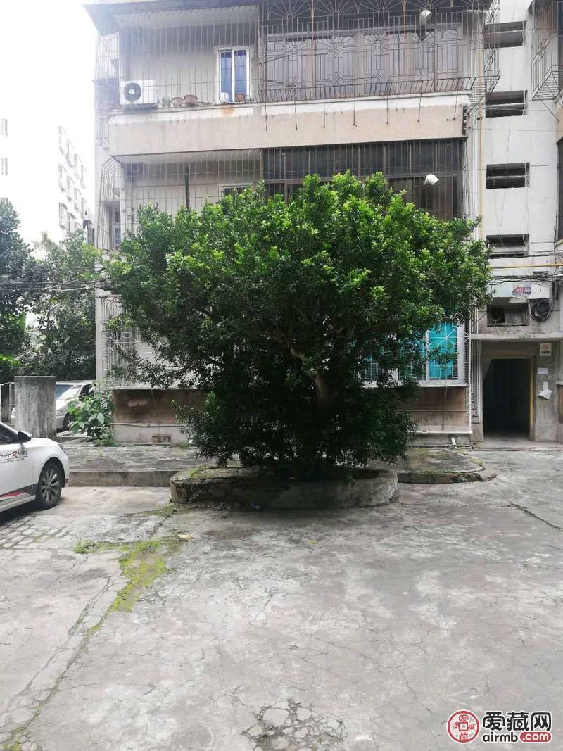 米兰，中文学名米子兰。地面径3