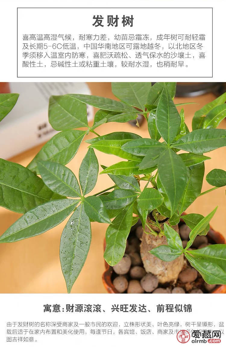 发财树盆栽*发财树寓意能招财进