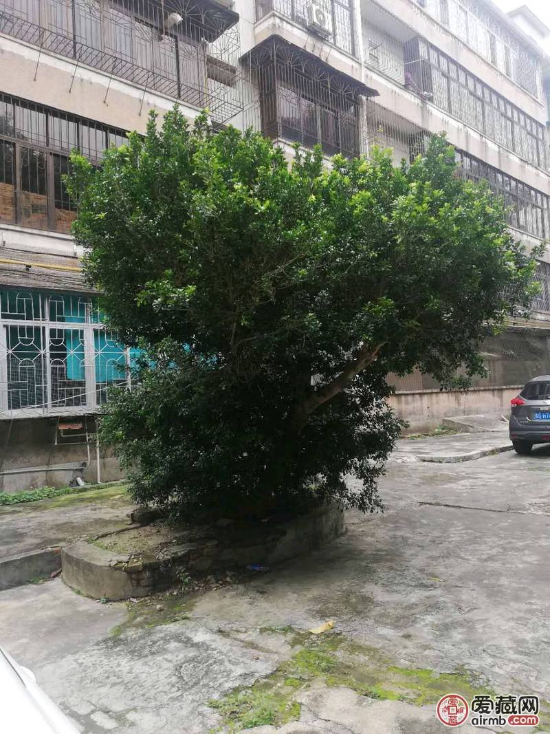 米兰，中文学名米子兰。地面径3