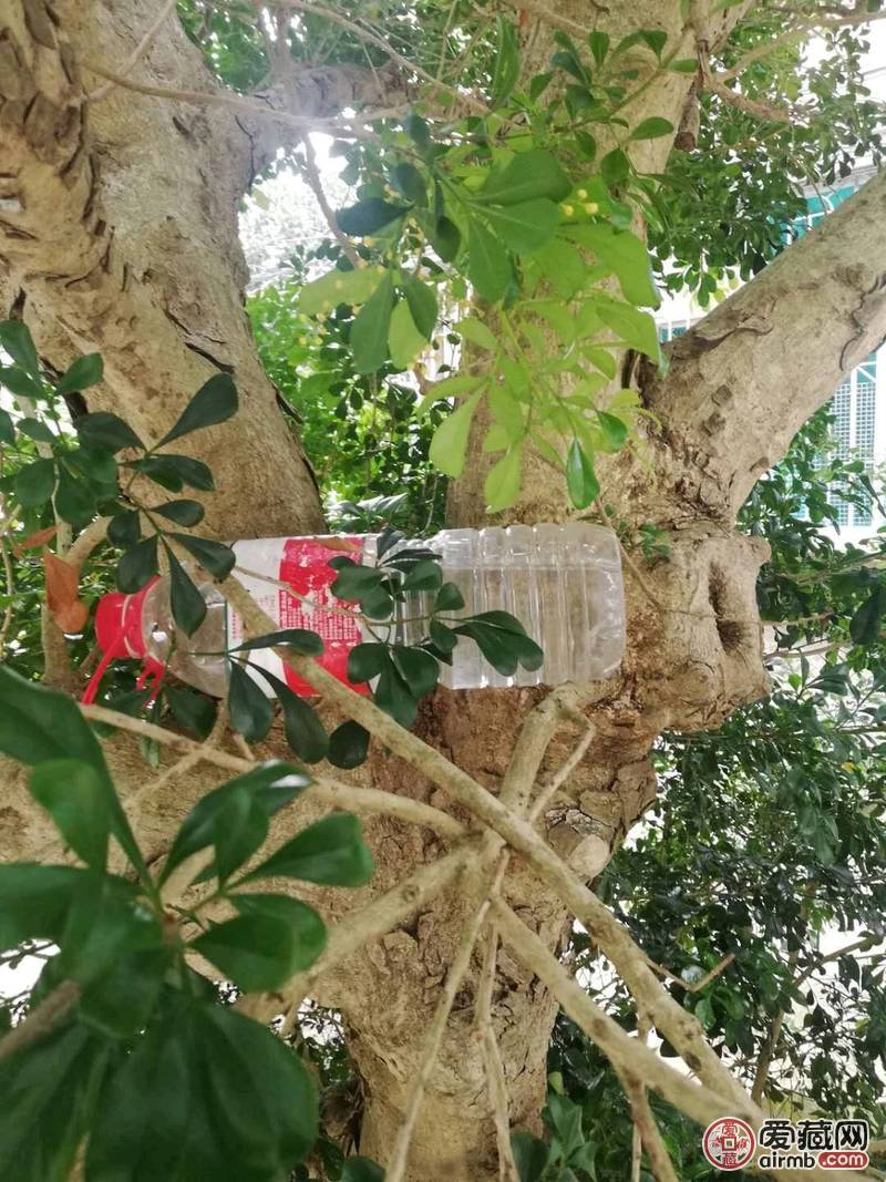 米兰，中文学名米子兰。地面径3