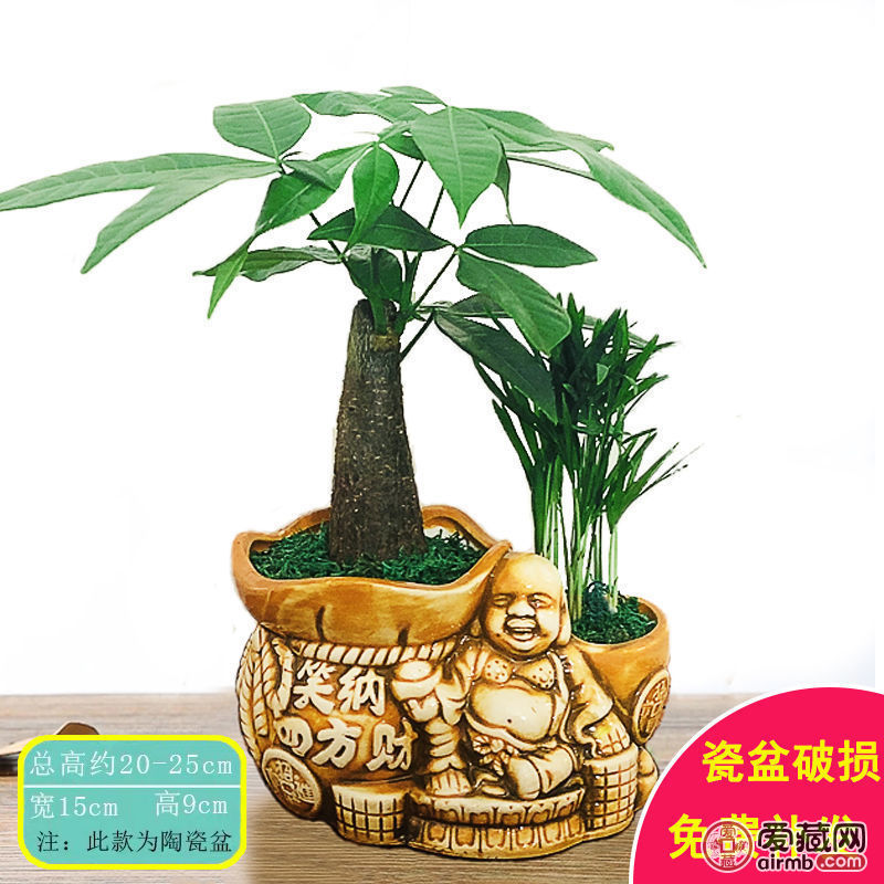发财树盆栽*发财树寓意能招财进
