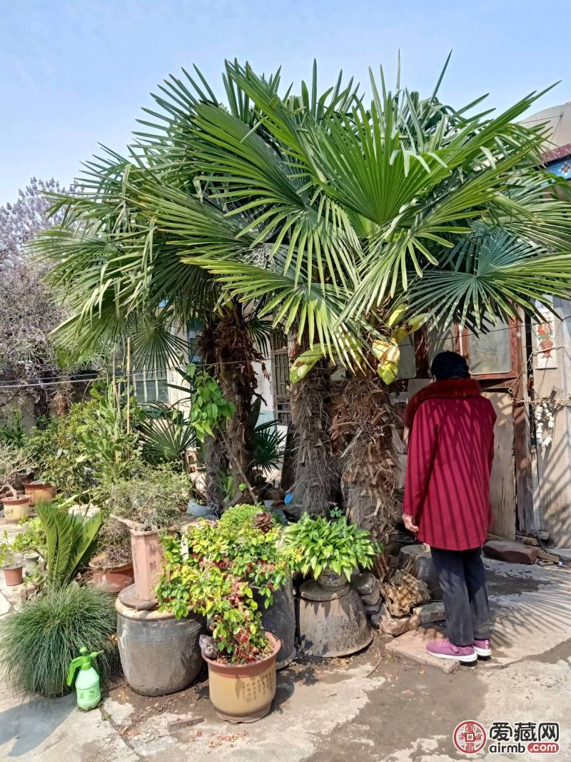 自家庭院种植的野生棕榈树   