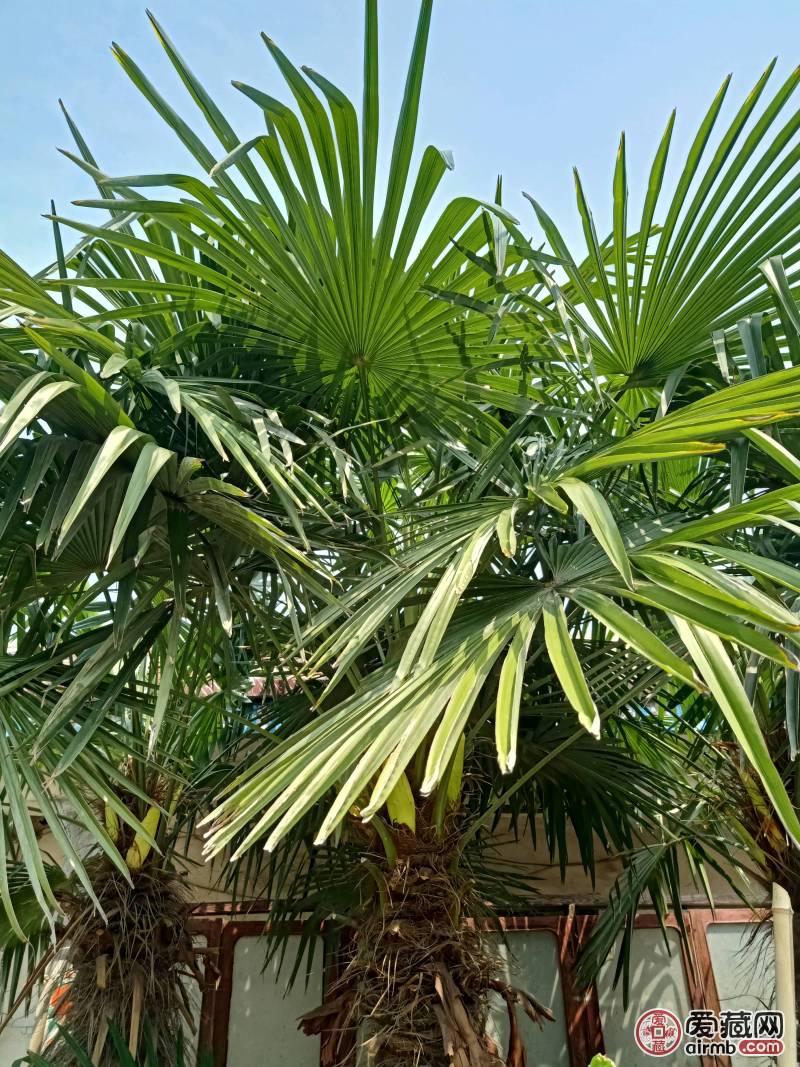 自家庭院种植的野生棕榈树   