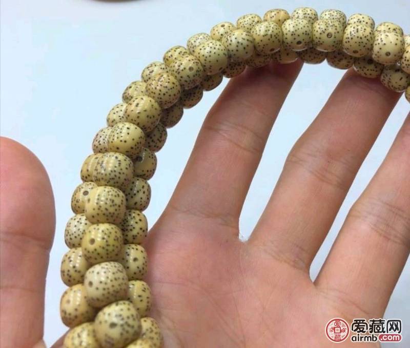 原生态星月菩提产地海南毛感成熟